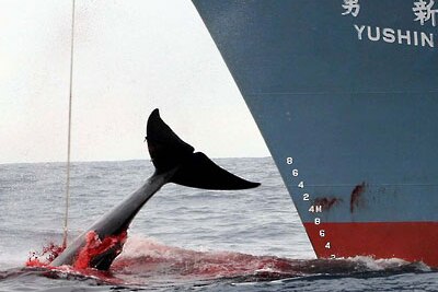 Japanese whaling fleet in the Southern Ocean