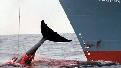 Japanese whaling fleet in the Southern Ocean