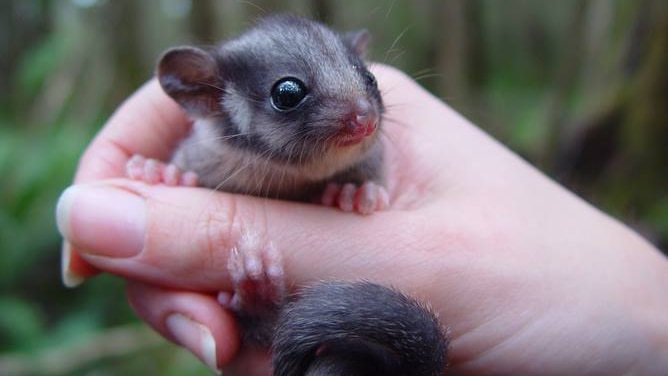 A small Leadbeater's possum in a human hand.