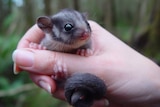 A small Leadbeater's possum in a human hand.