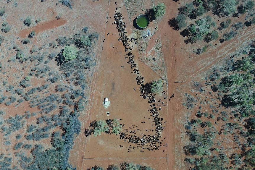 An aerial shot of cattle being mustered on Aileron Station north of Alice Springs.