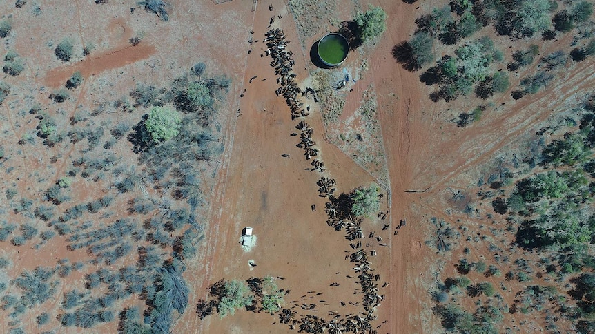 An aerial shot of cattle being mustered on Aileron Station north of Alice Springs.