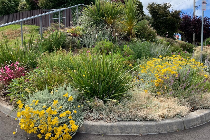 A variety of plants are growing well on a wide nature strip next to the road. 
