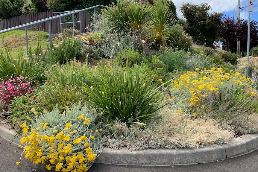 A variety of plants are growing well on a wide nature strip next to the road. 