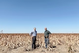two men stand in a crop field