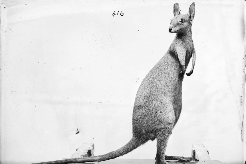 A small taxidermy wallaby is shaped to look off camera.