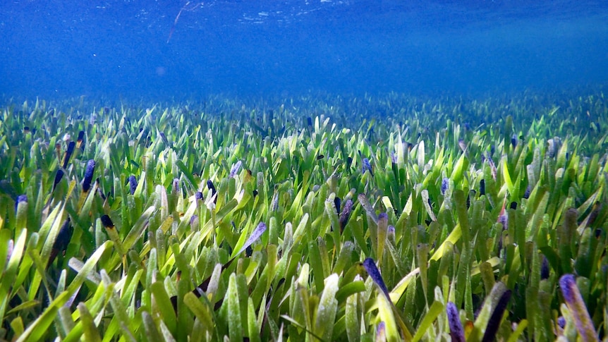 Seagrass underwater.