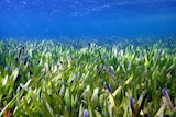 Seagrass underwater.