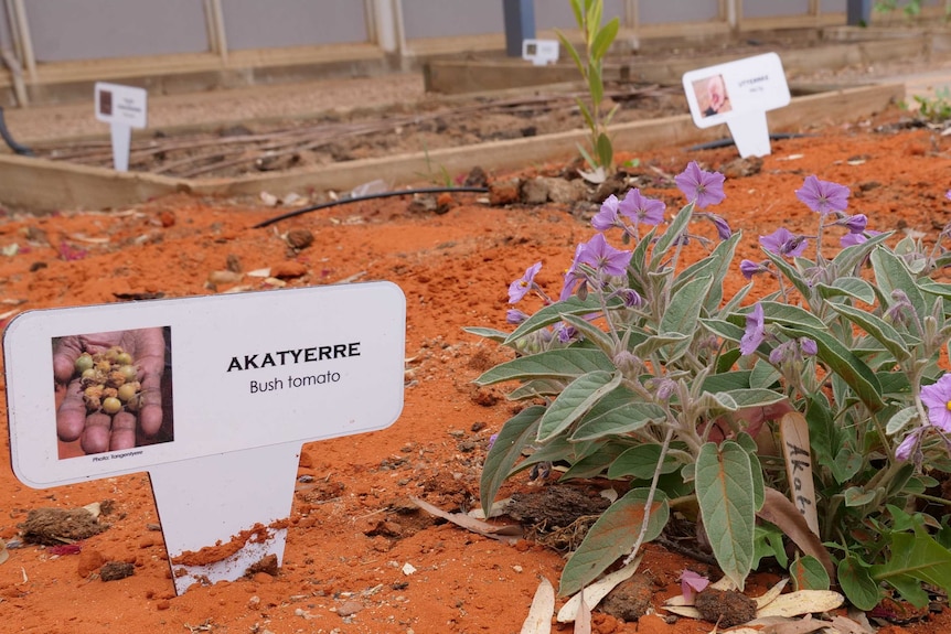 A purple flowering plant next to a sign saying "akatyerre" "Bush tomato"