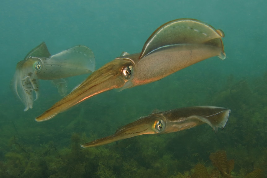 several southern calamari floating underwater