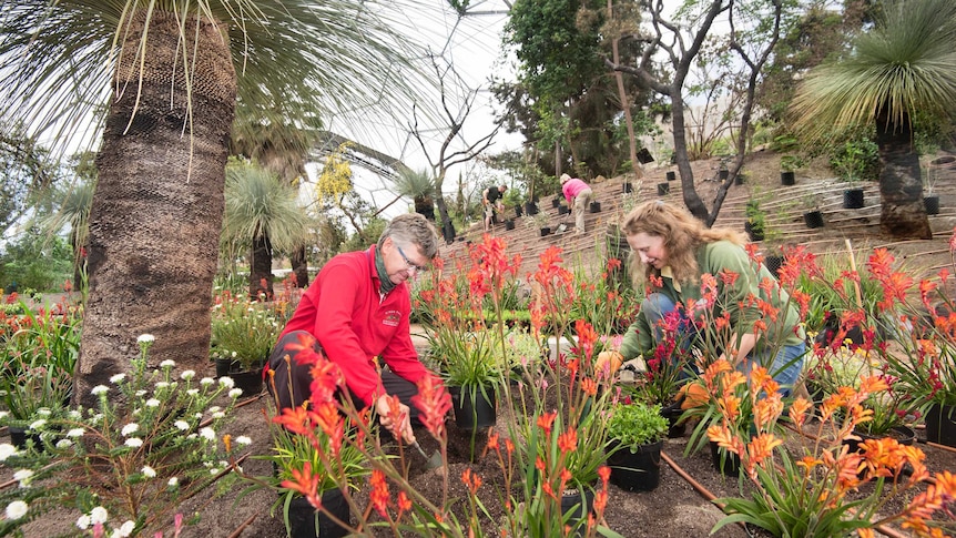 Grady Brand and Catherine Cutler planting WA natives inside the new Mediterranean Biome