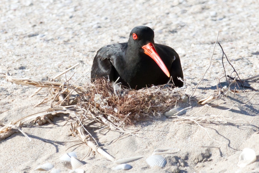 A black bird with a red eye sits on a nest of beach material on sand