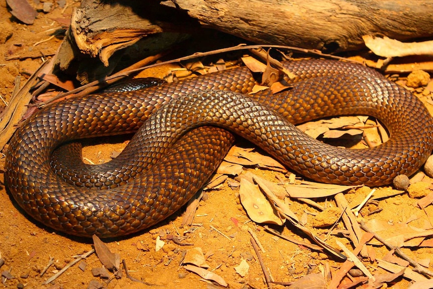 snake bite kills pregnant woman