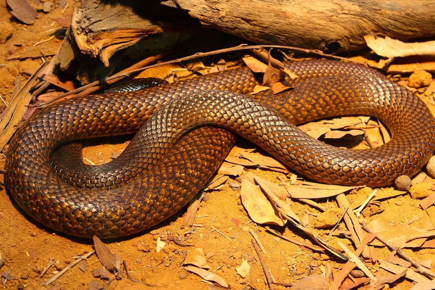 A western brown snake coiled up on dirt.