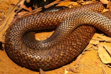 A western brown snake coiled up on dirt.