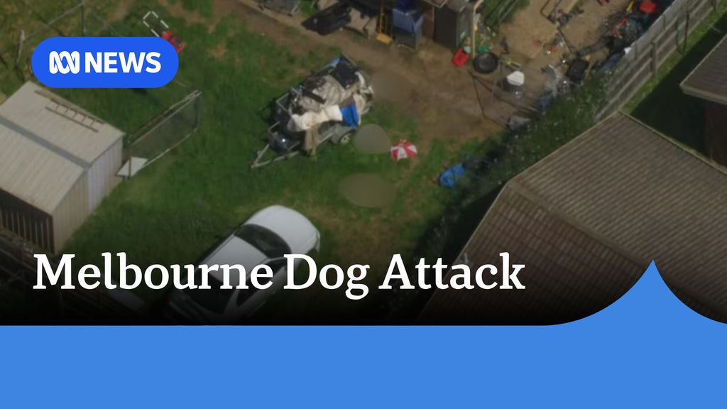 Woman critically injured after being attacked by three dogs - ABC News