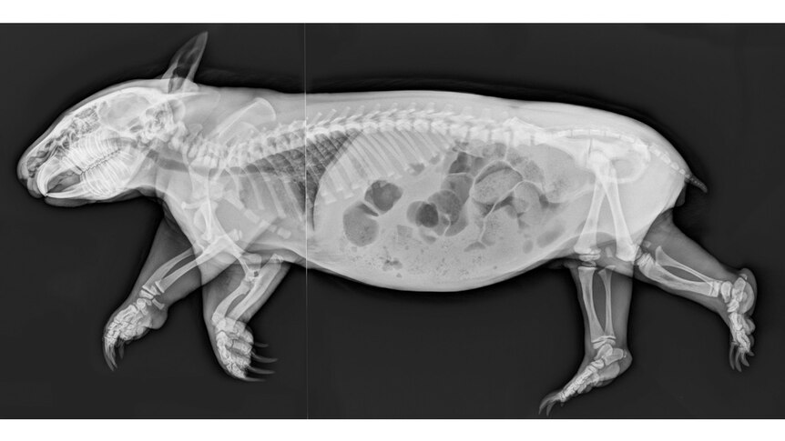 Dense with flesh, the wombat's x-ray shows their powerful skeleton and muscles and their ever-renewing teeth.