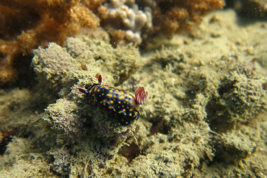 A nudibranch at Goat Island, Moreton Bay.