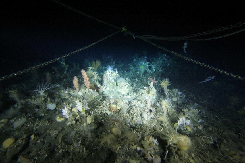 An image from a trawler revealing a largely pristine seafloor in the Heard and McDonald Islands Marine Reserve.