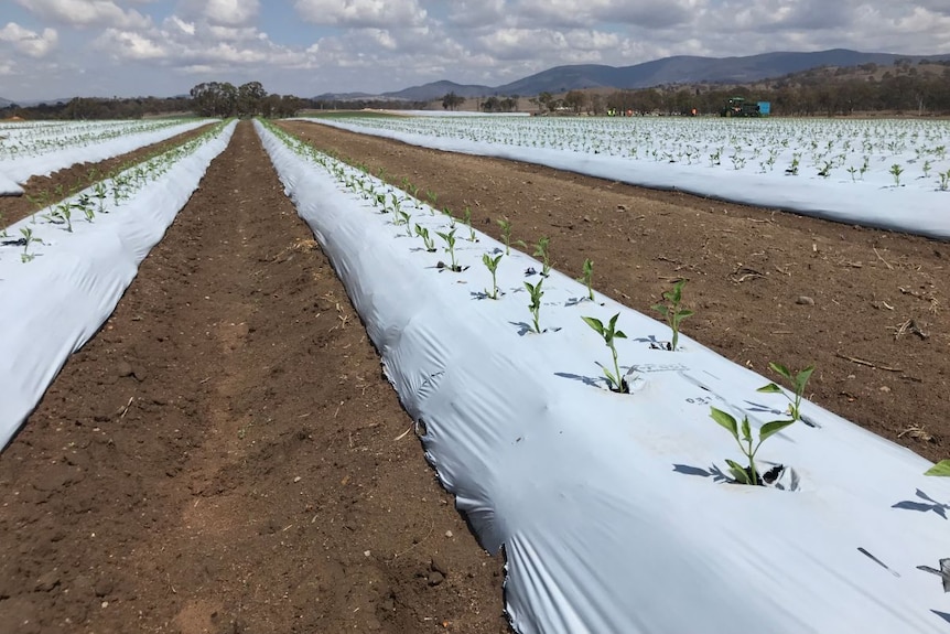 Crops in rows at a farm at Stanthorpe.