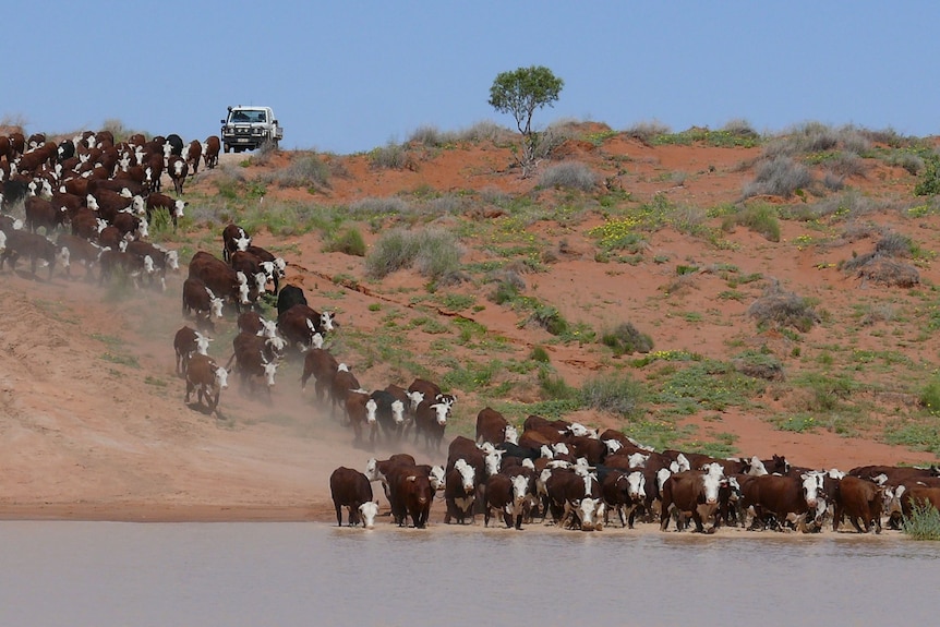 Cattle being mustered down a hill towards a water point in the Channel Country.
