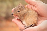 A hand carrying a baby golden bandicoot