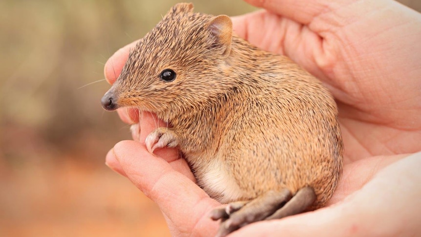 A hand carrying a baby golden bandicoot