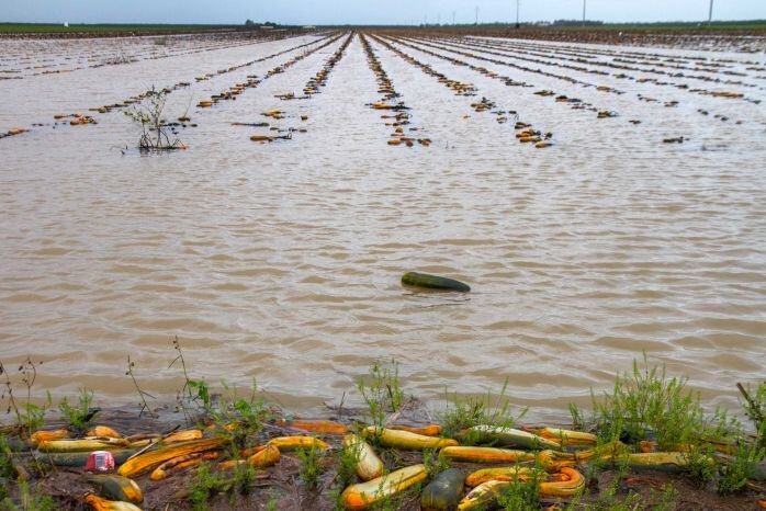 Tanaman zucchini yang terkena banjir di Bundaberg.