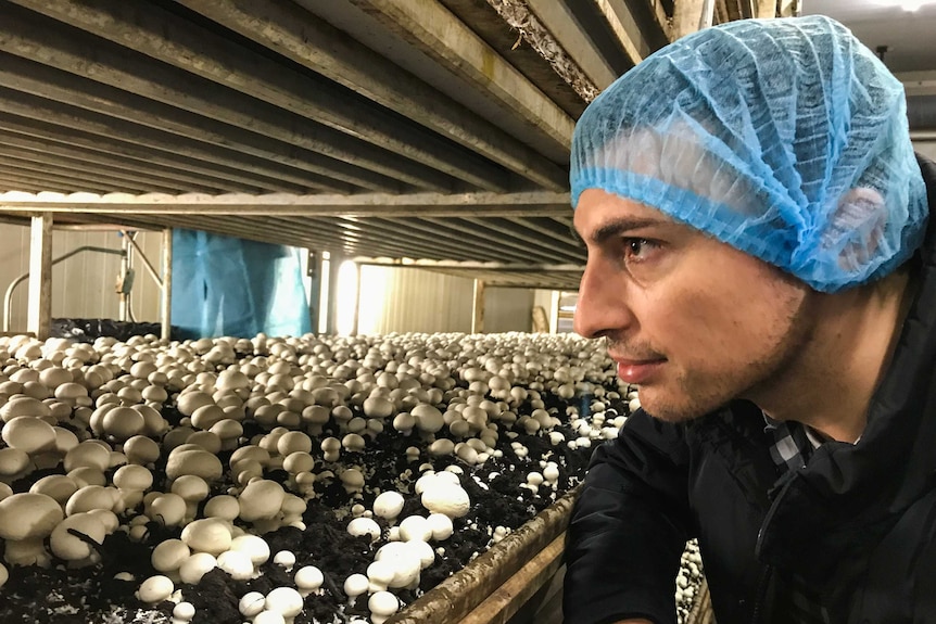 A young farmer strands in front of shelves of organic mushrooms protruding from soil