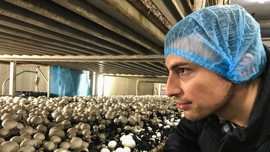 Mushroom farmer Chris McLoghlin looks out over his crop wearing a blue hair net