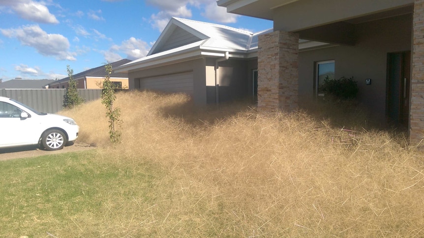 Tumbleweeds block the entry to a Wangaratta house and garage.