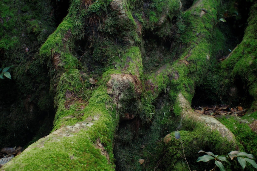 Antarctic beech tree roots