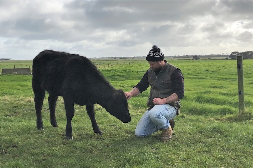 King Island whisky distiller pats a cow in a paddock