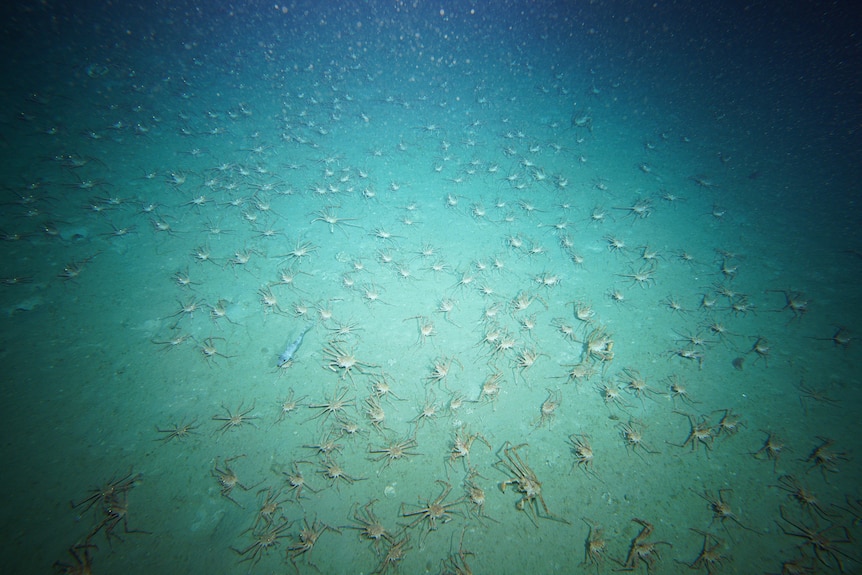 Thousands of crabs on the ocean bed. 
