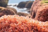 Thousands of baby red crabs on a rock