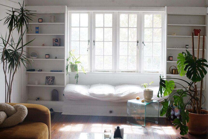 Two bookshelves are seen behind two large plants. Sun streams in through large windows between the bookshelves, a day bed under