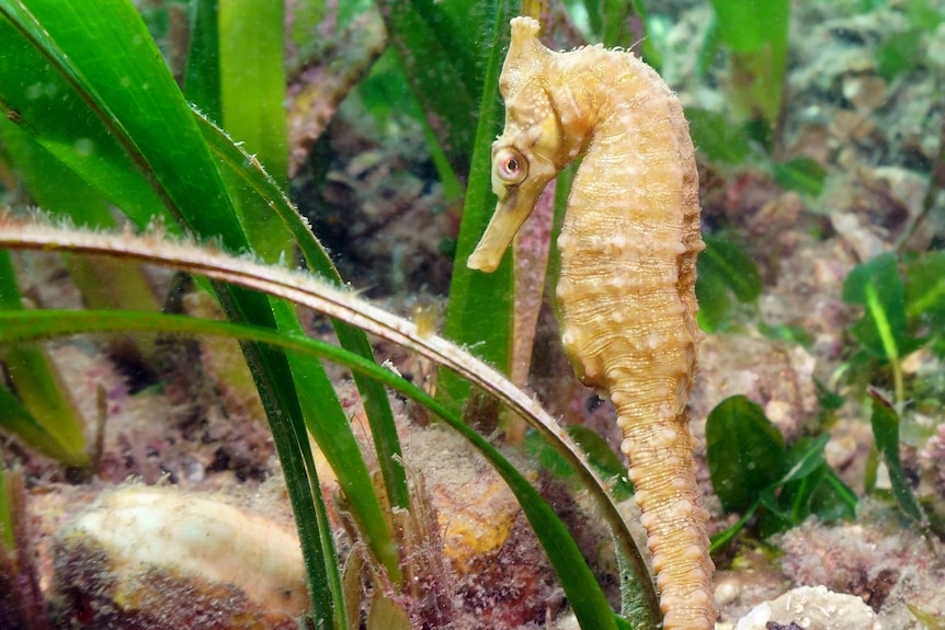 A seahorse floats beside seagrass