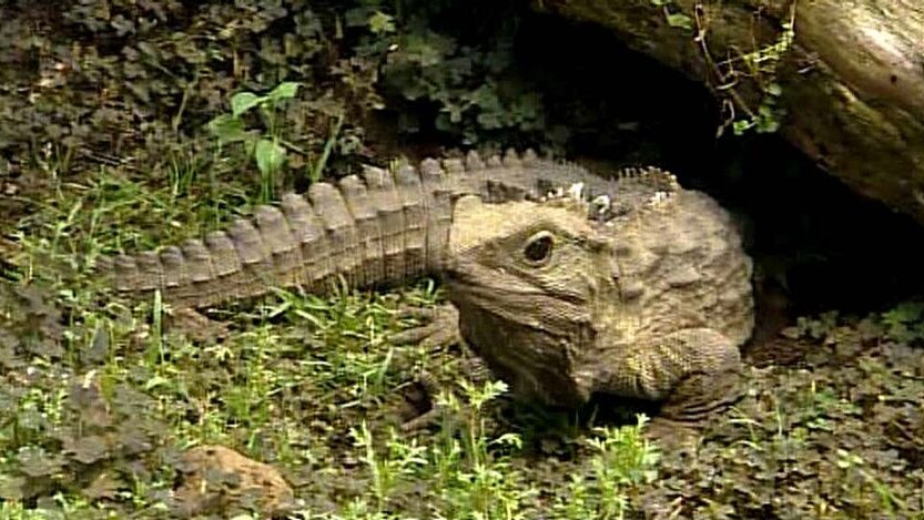 A champagne breakfast was held for new dad Henry the tuatara.