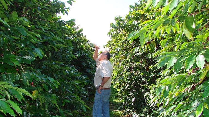 Joss Webber looking at his damaged coffee crop