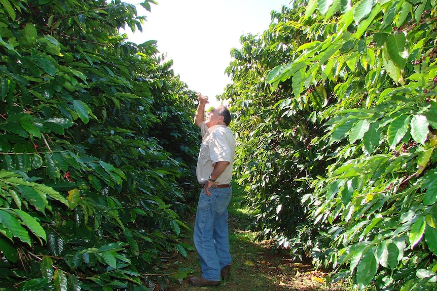 Joss Webber looking at his damaged coffee crop