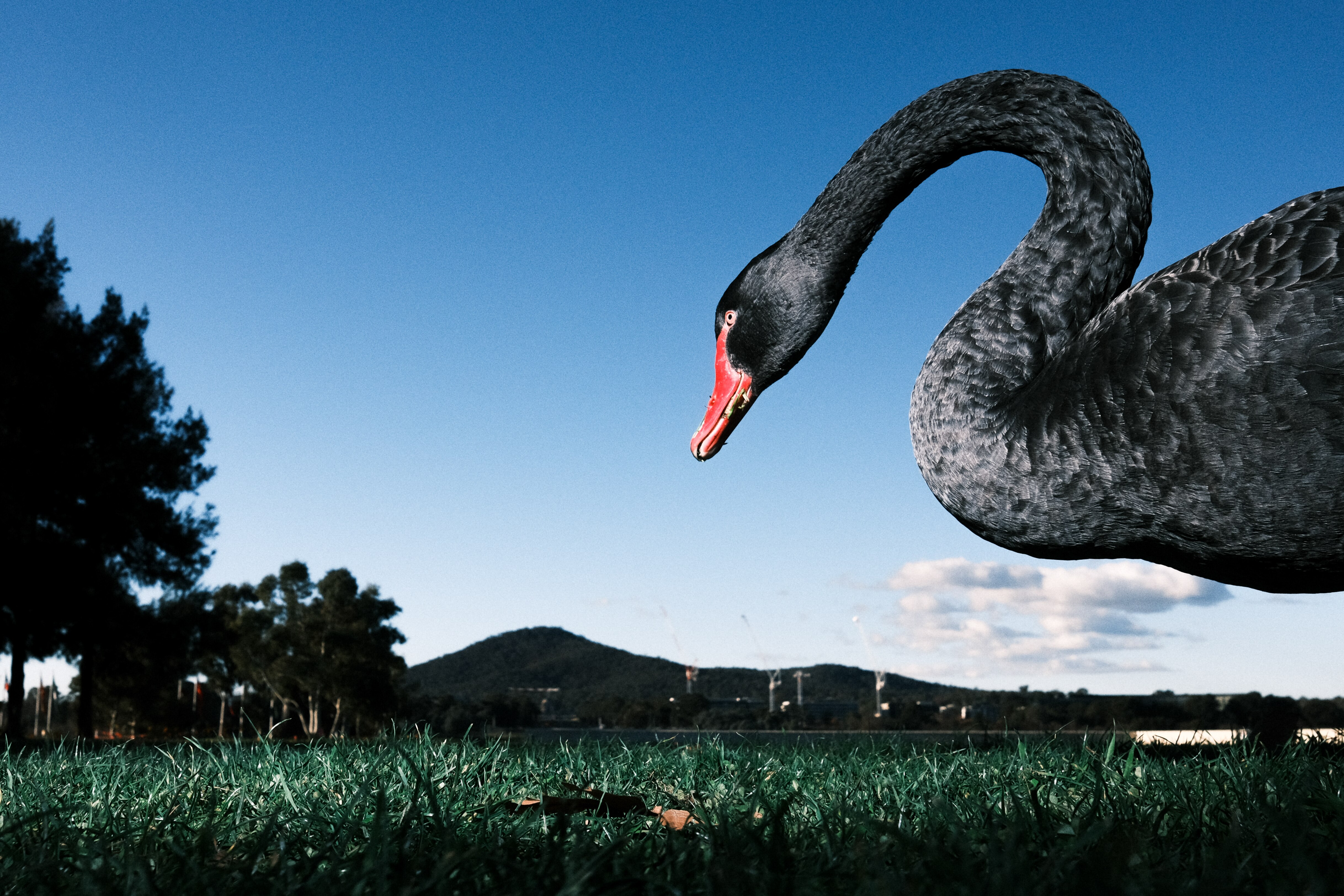 A low angle wide shot of a black swan which looks huge compared to the hills and trees in the background. 