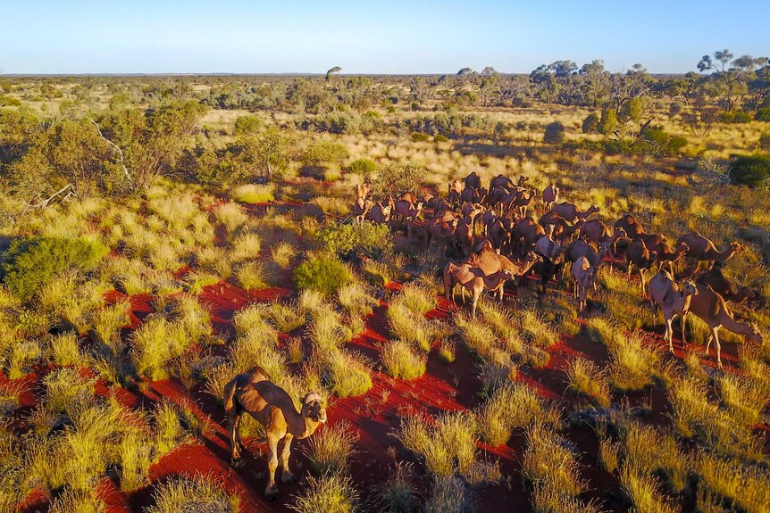 Drone footage of feral camels