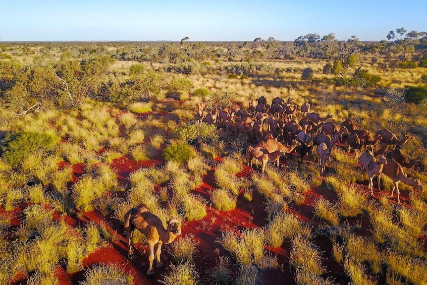 Aerial image of around 30 camels standing amongst red dirt and spinifex.