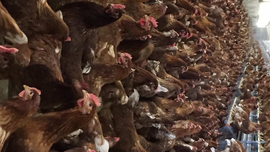 30,000 free range hens fill shed 1 at Days Eggs new Port Germein egg farm