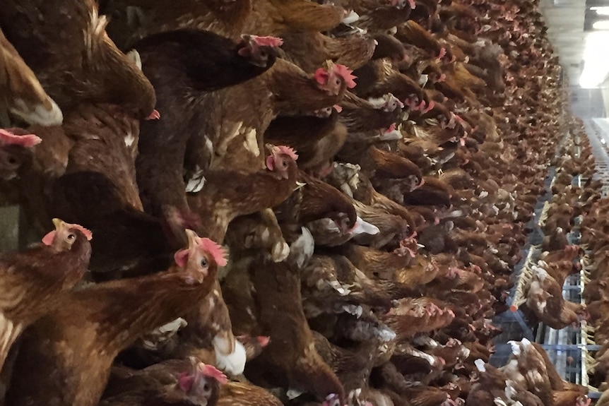 30,000 free range hens fill shed 1 at Days Eggs new Port Germein egg farm