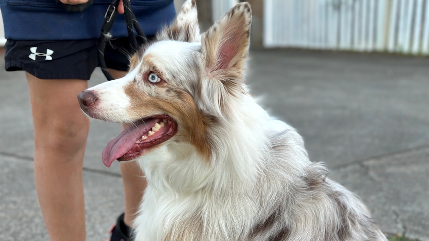 A profile of a white and tan Australian shepherd dog 