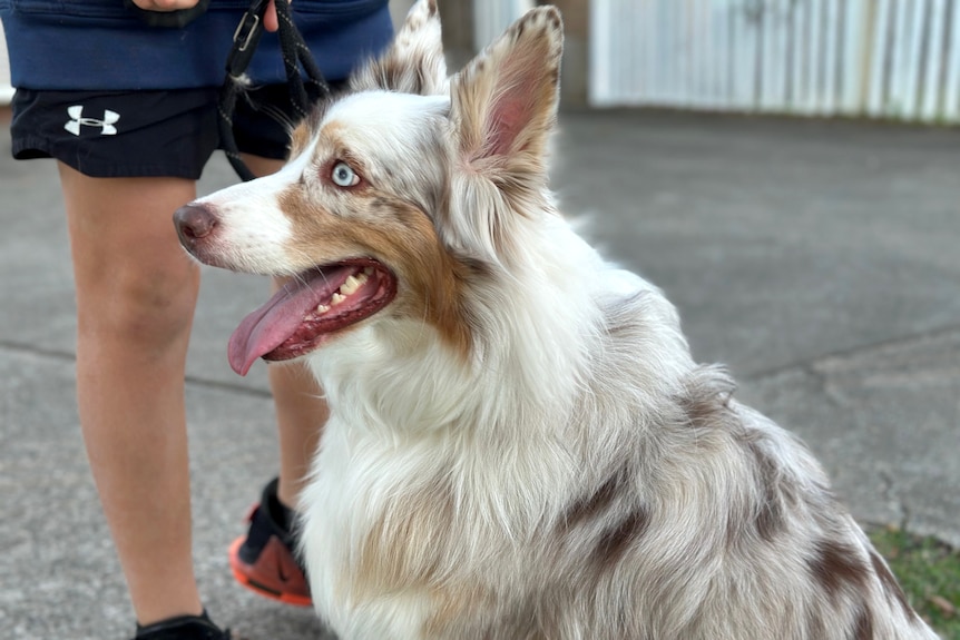 A profile of a white and tan Australian shepherd dog 