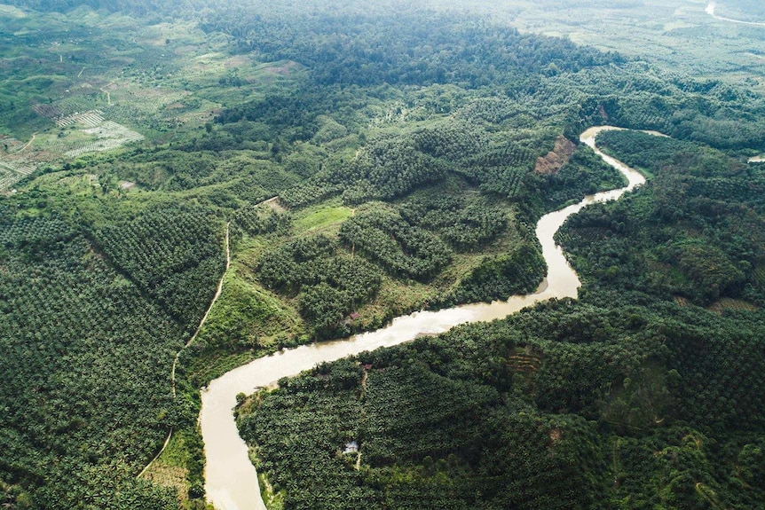 Aerial photo showing SOS carved into palm oil plantation.