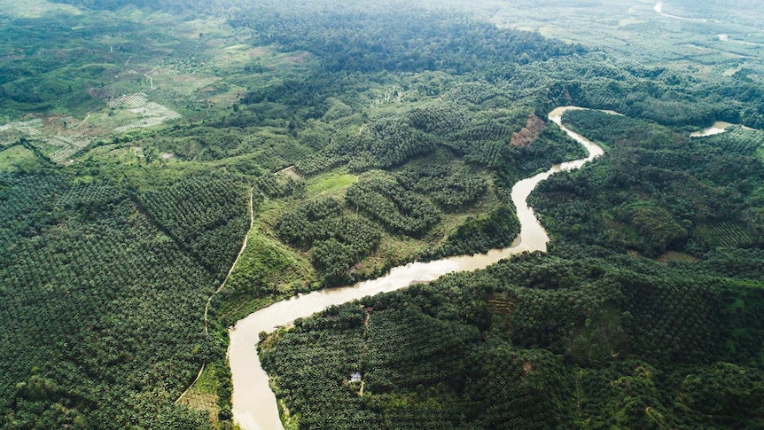 Aerial photo showing SOS carved into palm oil plantation.