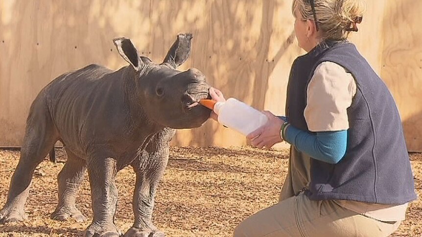 Baby rhino makes public debut at Werribee zoo